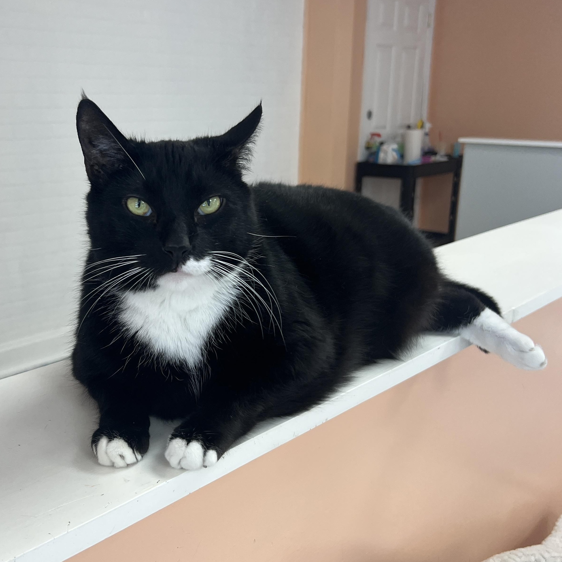 Willis, ADOPTABLE, Adult Male Tuxedo.