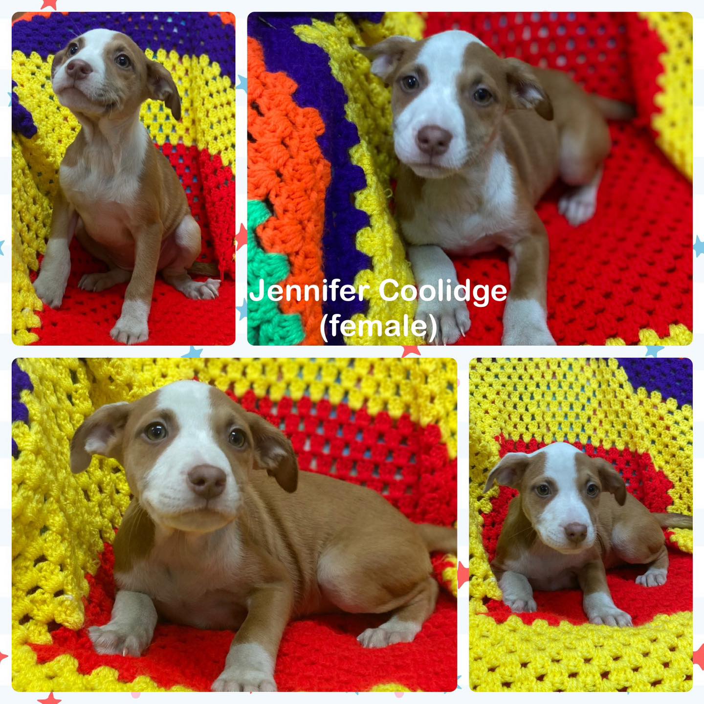 Enlarge Jennifur Coolidge, a Adopted mixed breed in Huntington, WV image 1/1