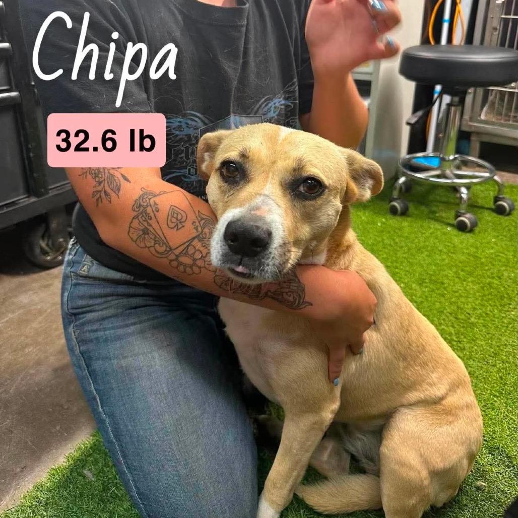 Enlarge Chipa, a Adoptable Mixed Breed in Farmersville, OH image 1/3