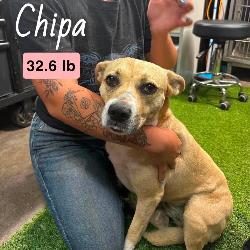 Enlarge Chipa, a Adoptable Mixed Breed in Farmersville, OH image 2/3