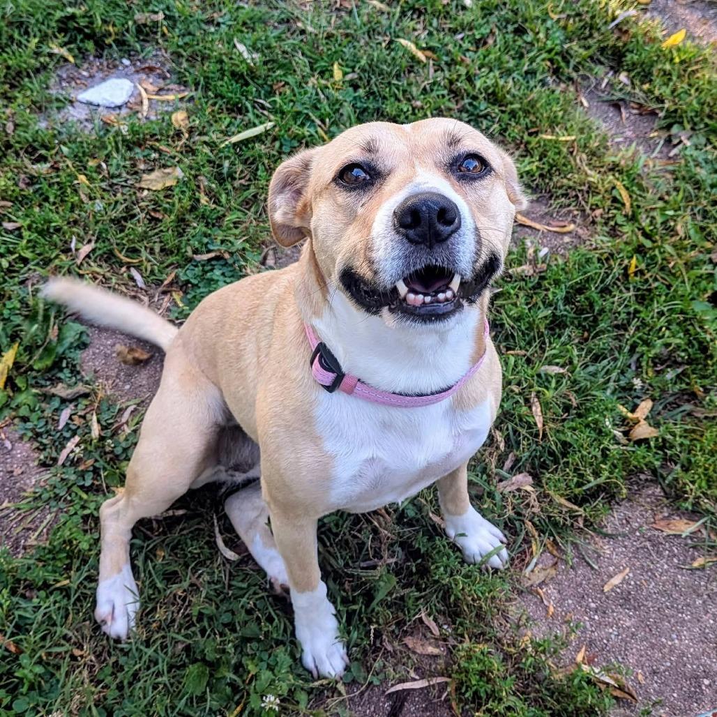 Enlarge Chipa, a Adoptable Mixed Breed in Farmersville, OH image 3/3