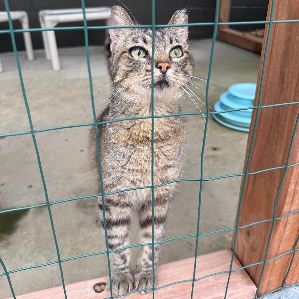 Poppyseed, Adoptable, Adult Female Domestic Short Hair.