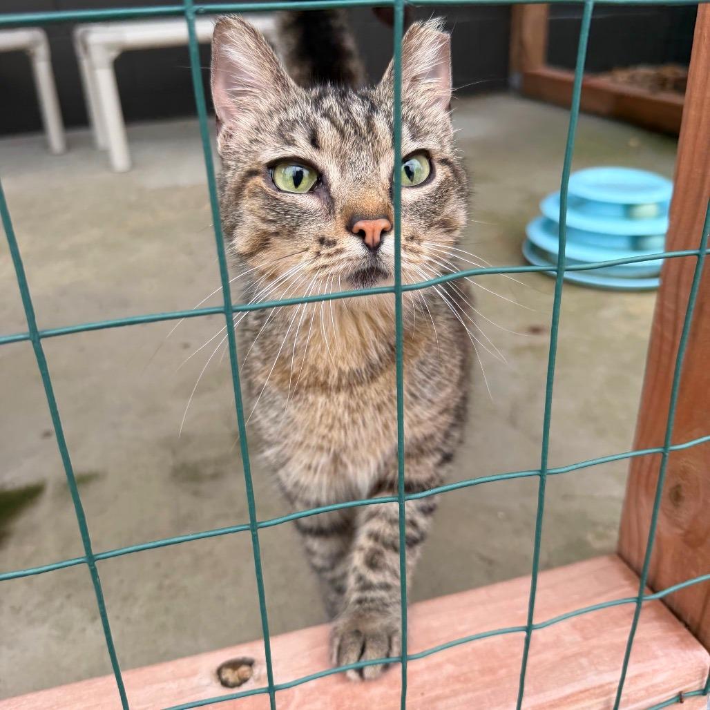 Poppyseed, Adoptable, Adult Female Domestic Short Hair.