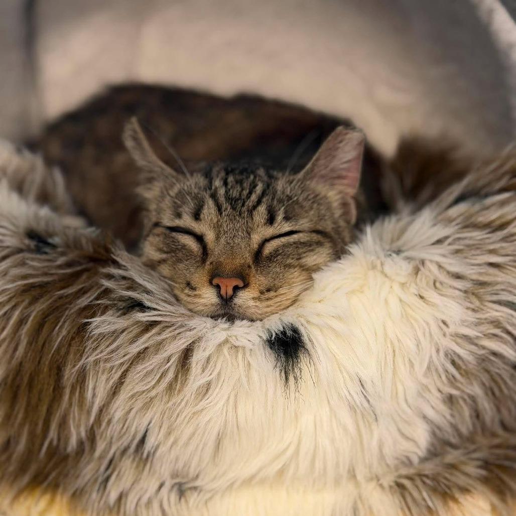 Enlarge Poppyseed, a Adoptable Domestic Short Hair in Edwardsville, IL image 2/6
