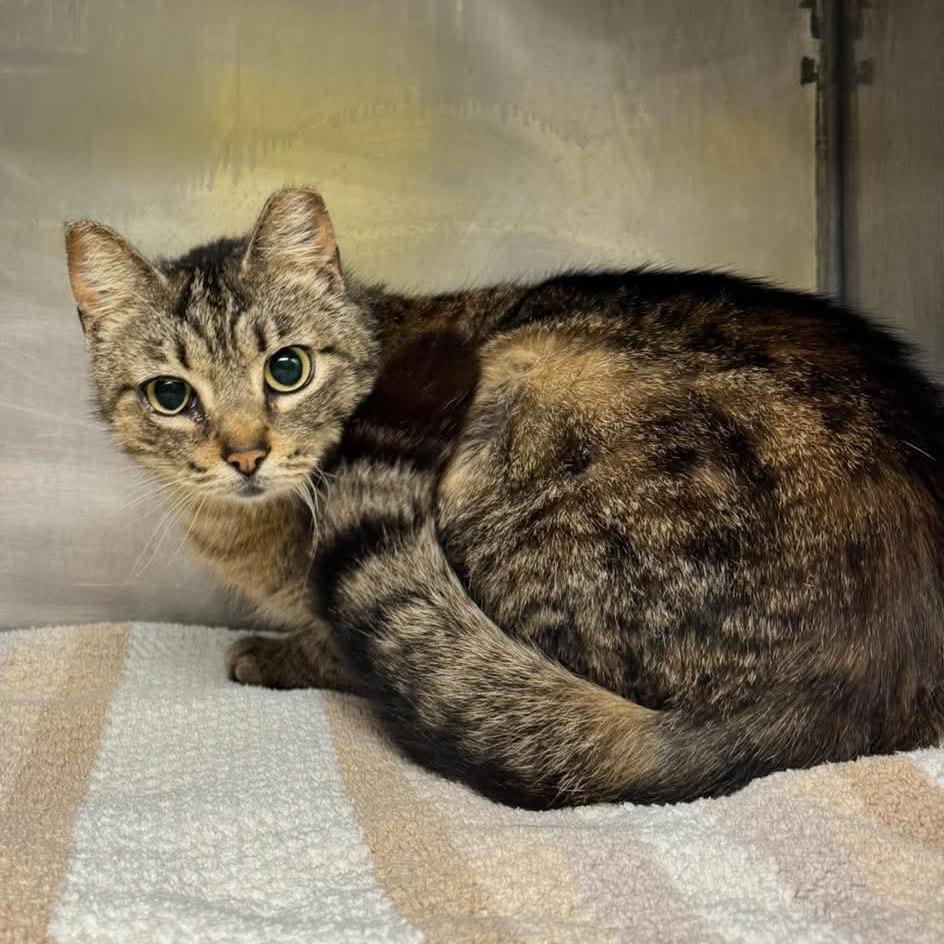 Poppyseed, a Adoptable Domestic Short Hair in Edwardsville, IL image 1/2