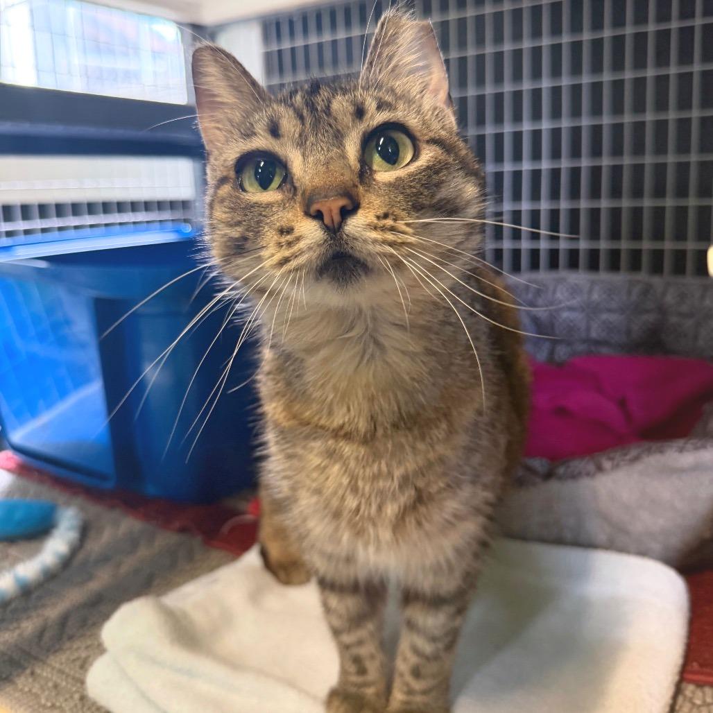 Enlarge Poppyseed, a Adoptable Domestic Short Hair in Edwardsville, IL image 4/6