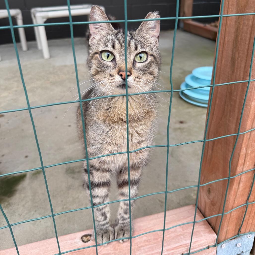 Enlarge Poppyseed, a Adoptable Domestic Short Hair in Edwardsville, IL image 5/6