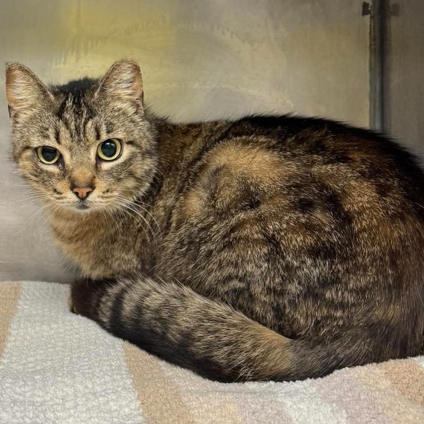 Poppyseed, a Adoptable Domestic Short Hair in Edwardsville, IL image 2/2