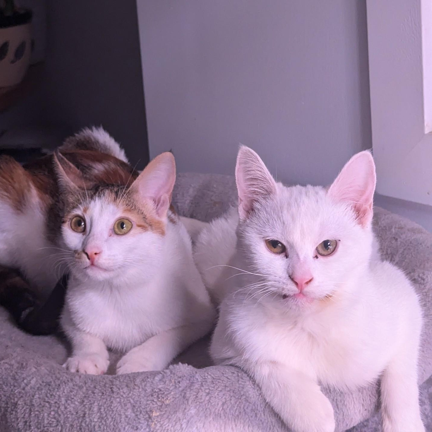 Bonded pair Flora and Haidi