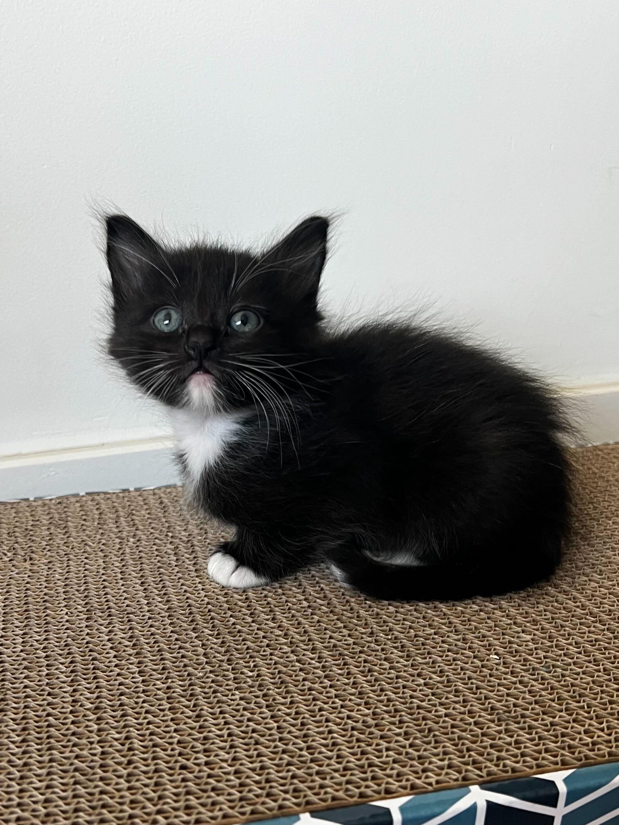 Seamus, a ADOPTABLE Domestic Medium Hair in Santa Monica, CA image 3/5