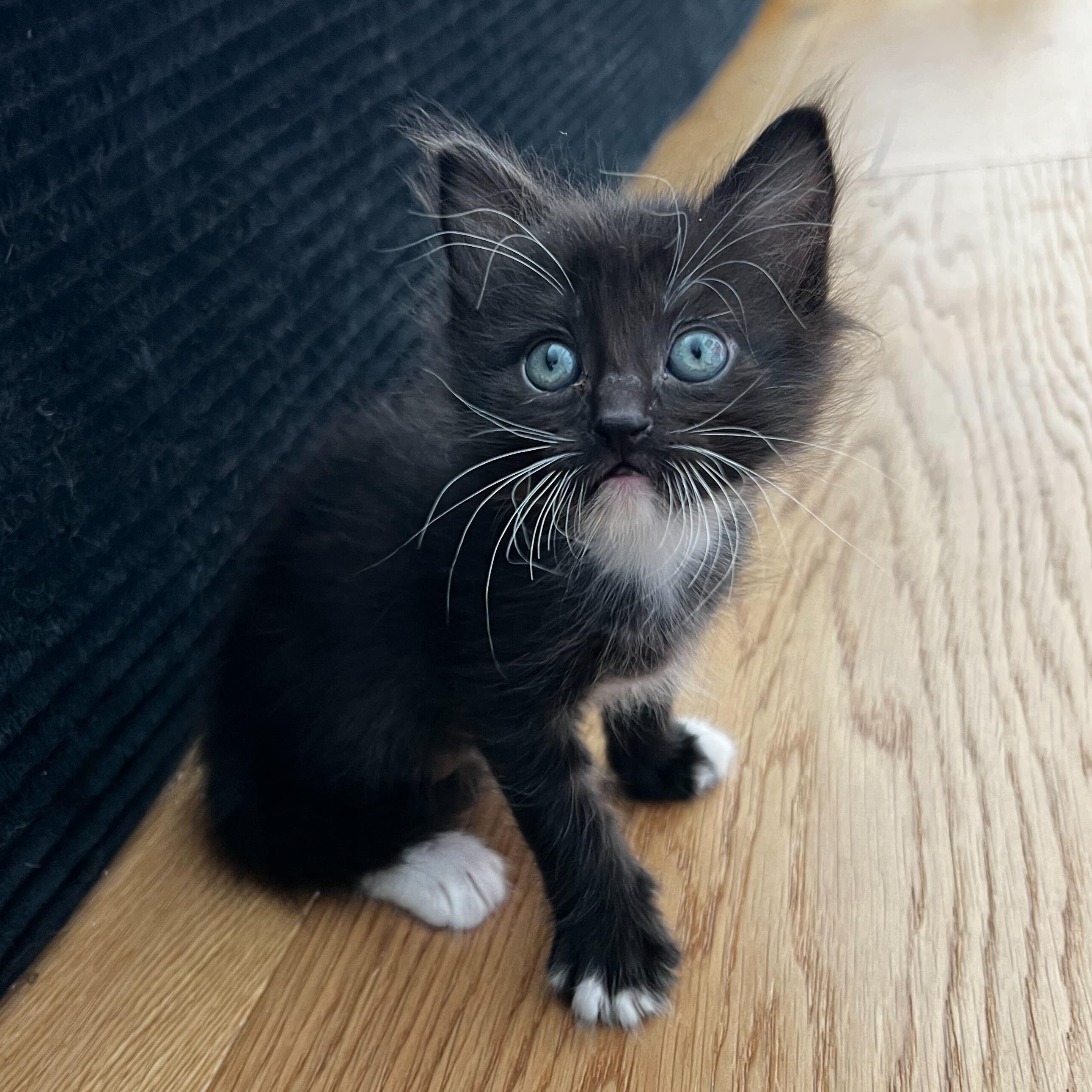 Seamus, a ADOPTABLE Domestic Medium Hair in Santa Monica, CA image 4/5