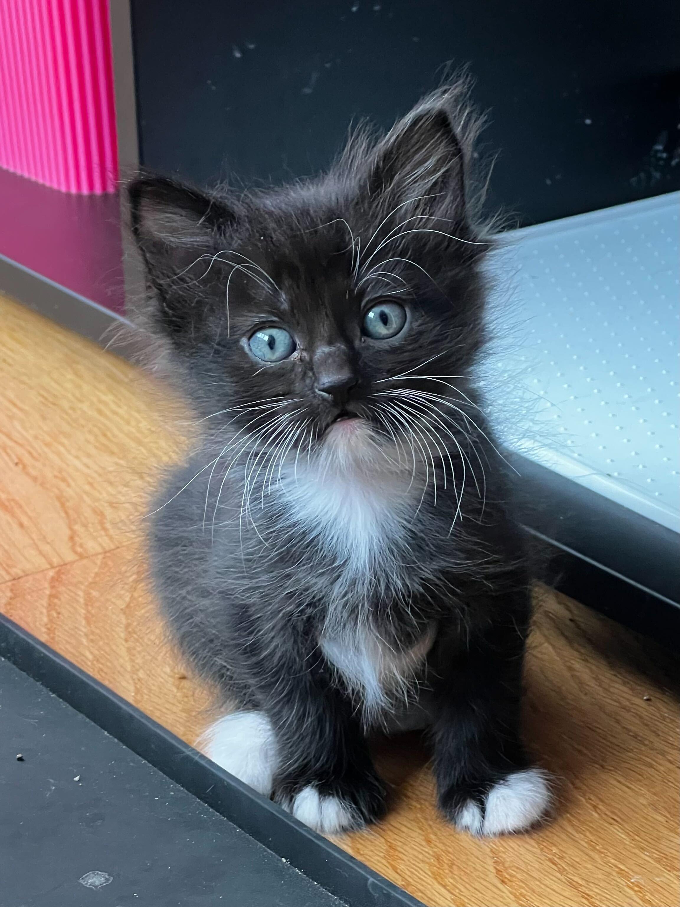 Seamus, a ADOPTABLE Domestic Medium Hair in Santa Monica, CA image 1/5