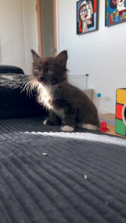 Enlarge Seamus, a ADOPTABLE Domestic Medium Hair in Santa Monica, CA video 2/5