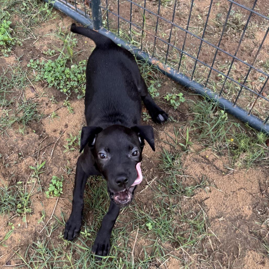 Leela, Adoptable, Puppy Female Boxer & Mixed Breed.