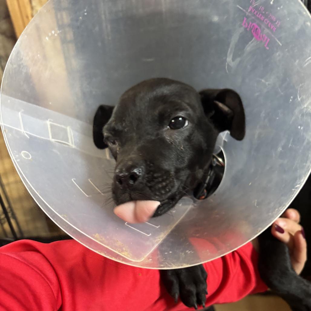 Leela, a Adoptable mixed breed in Floresville, TX image 2/6