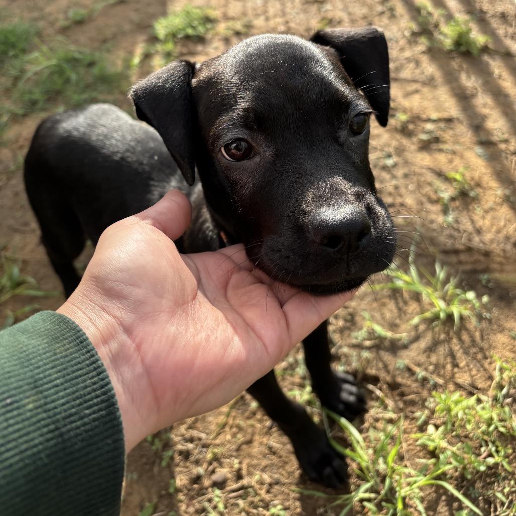 Leela, a Adoptable mixed breed in Floresville, TX image 3/6