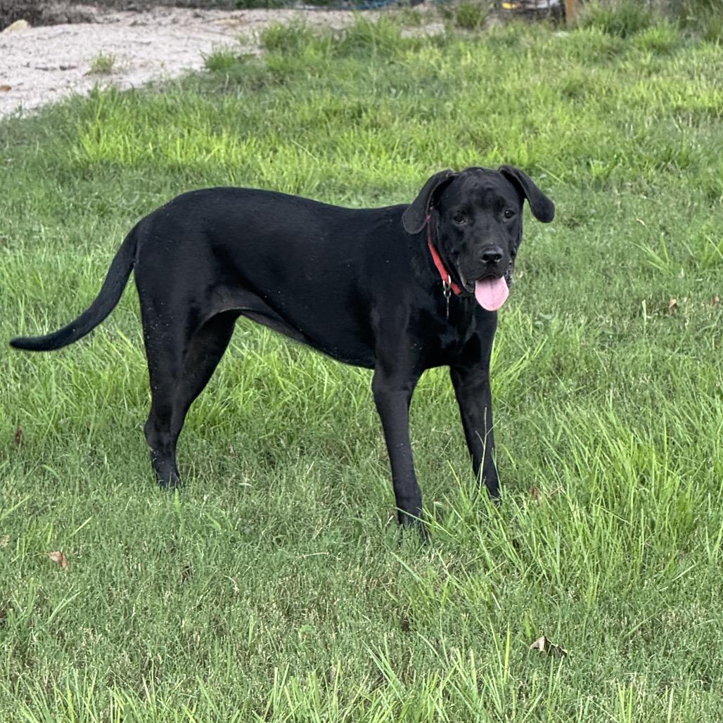 Enlarge Leela, a Adoptable mixed breed in Floresville, TX image 4/6