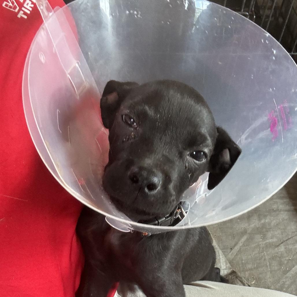 Leela, a Adoptable mixed breed in Floresville, TX image 4/6