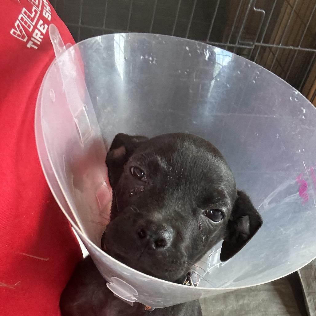 Leela, a Adoptable mixed breed in Floresville, TX image 5/6