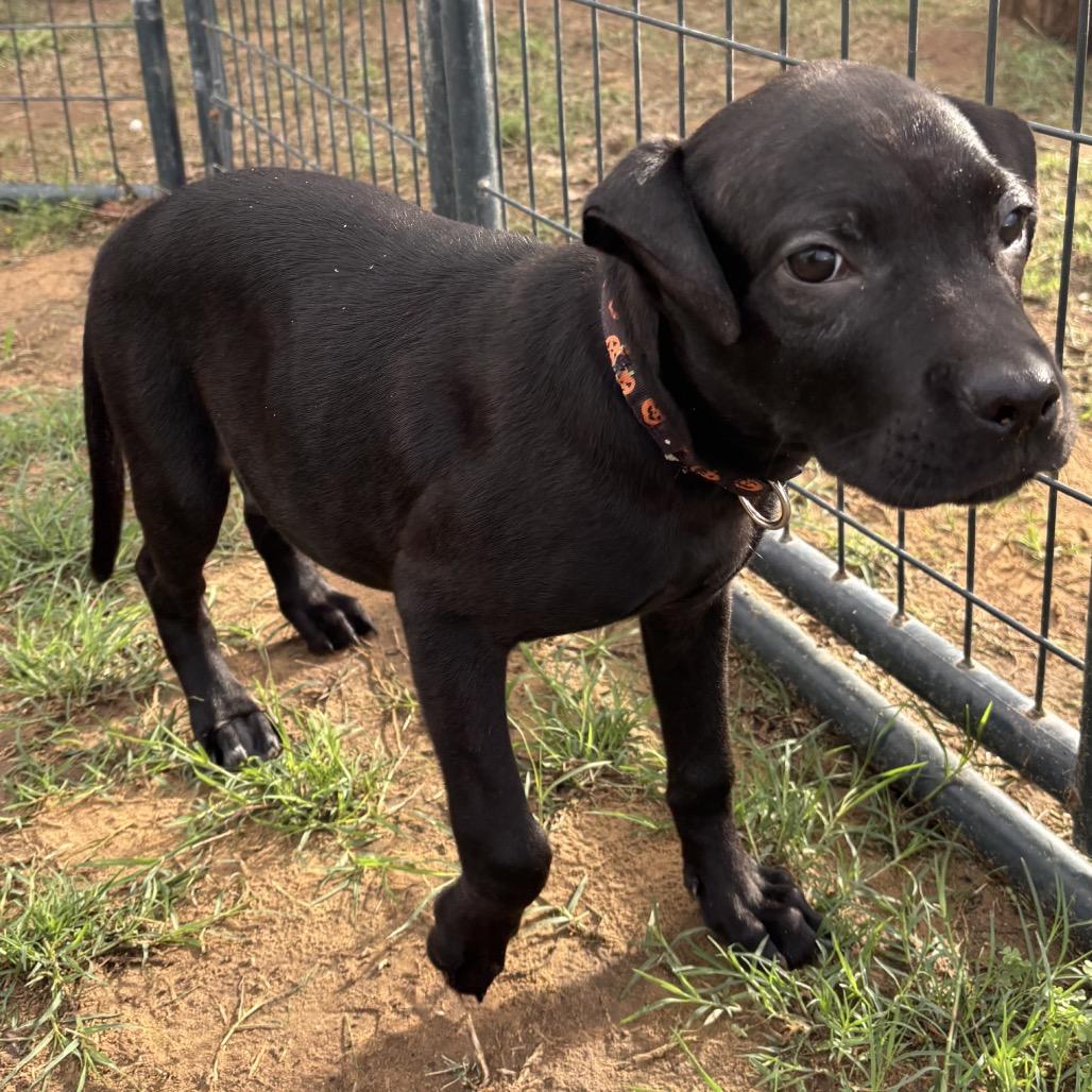 Leela, a Adoptable mixed breed in Floresville, TX image 6/6