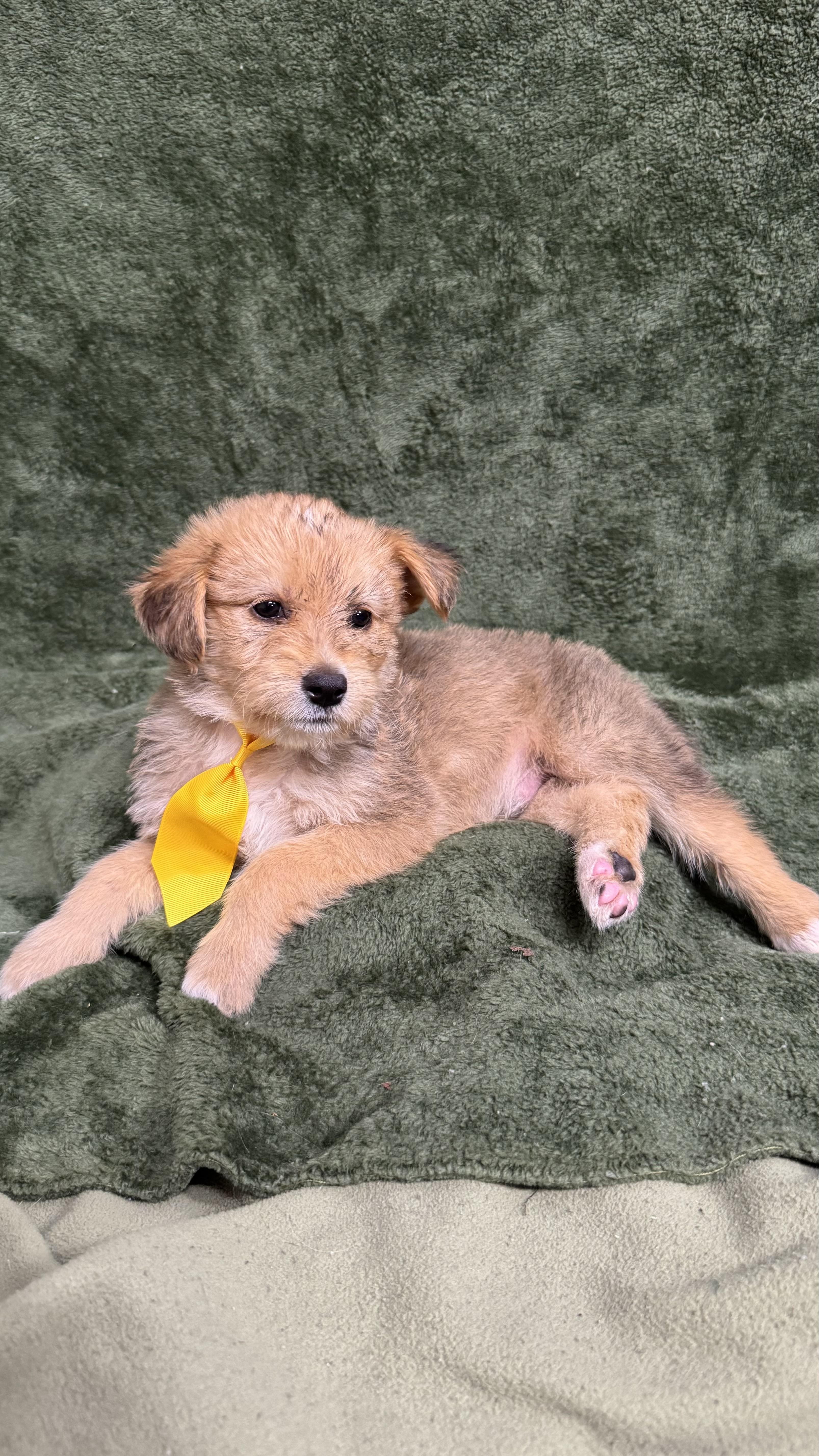 SpongeBob, a ADOPTABLE mixed breed in Knoxville, TN image 2/2
