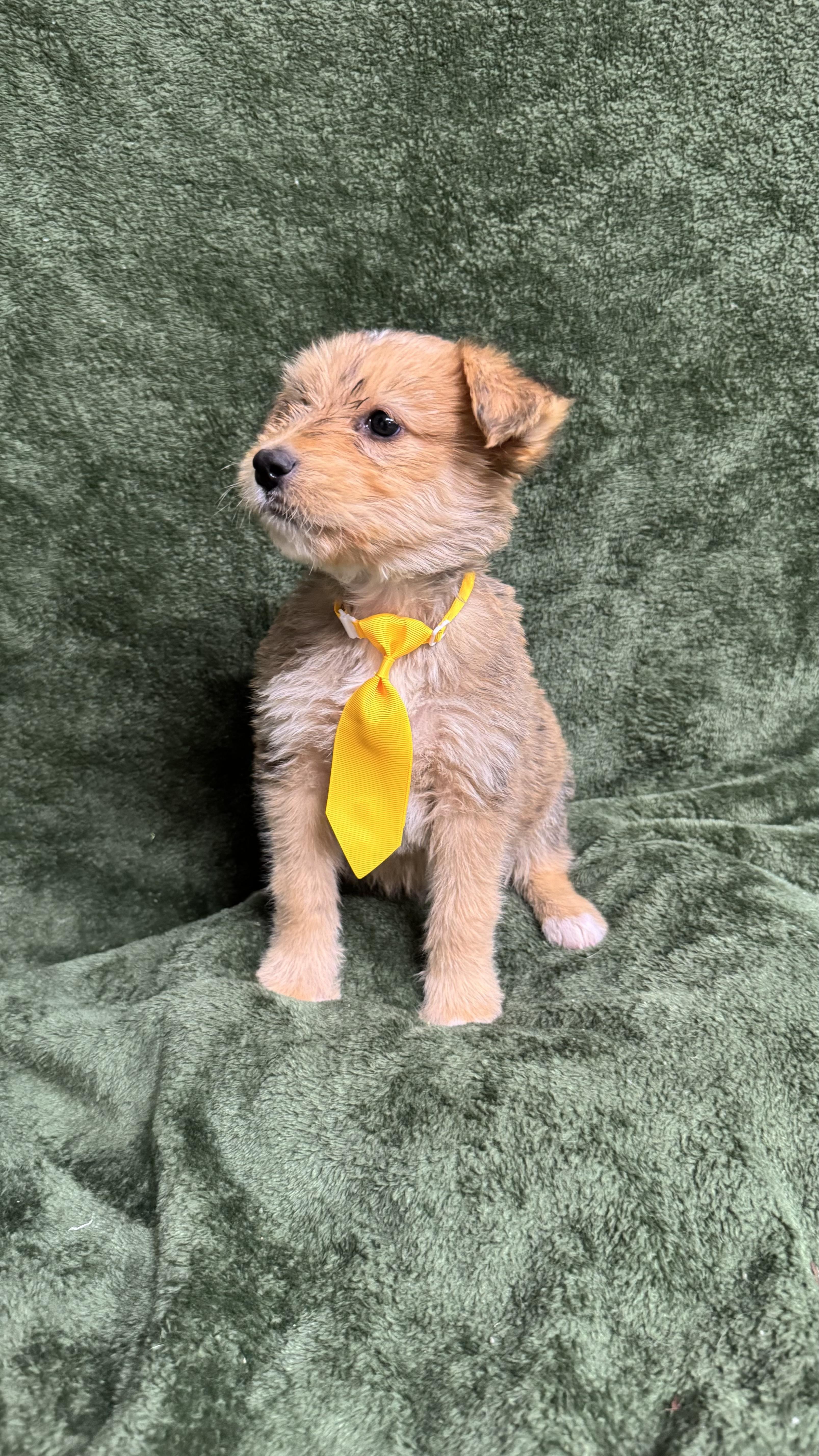 SpongeBob, ADOPTABLE, Puppy Male Beagle & Terrier.