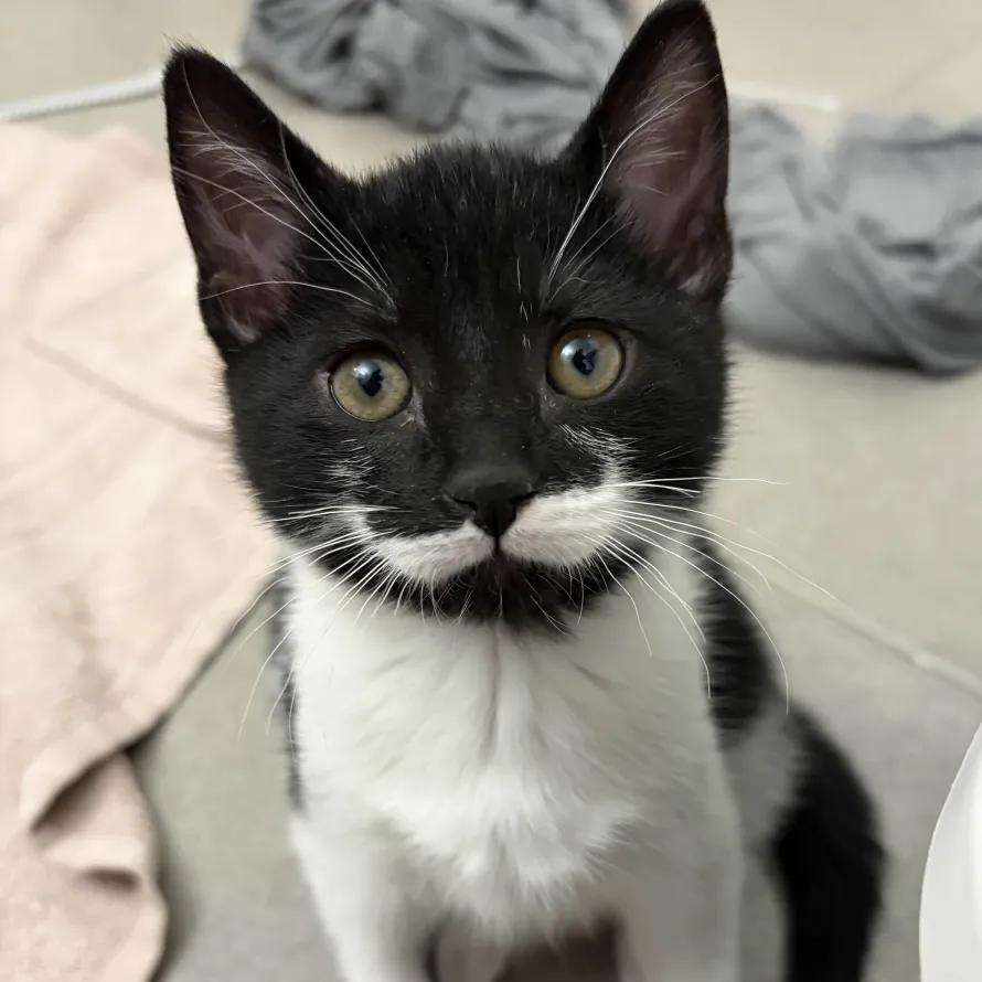 Enlarge Mindy, an adopted Domestic Short Hair in Weehawken, NJ image 1/5
