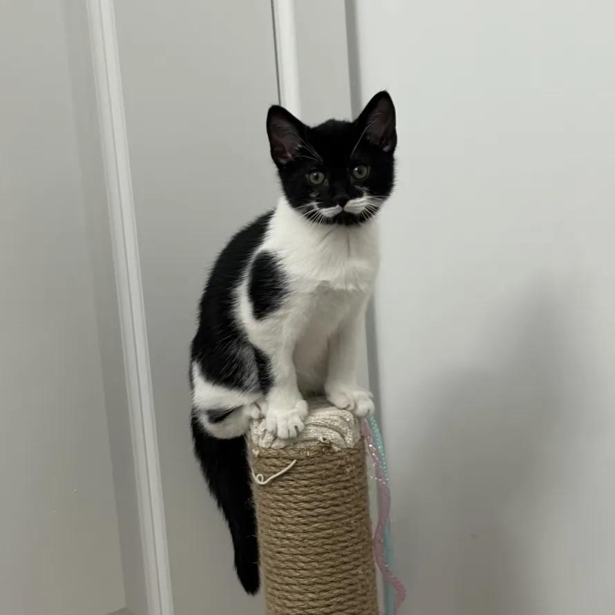 Enlarge Mindy, an adopted Domestic Short Hair in Weehawken, NJ image 3/5