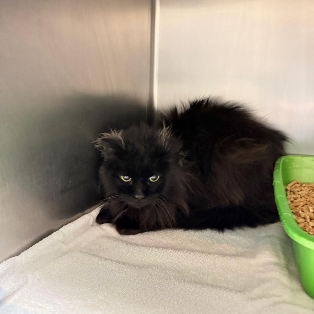 Enlarge Gatsby, a Adoptable Domestic Medium Hair in Bristol, IN image 1/1