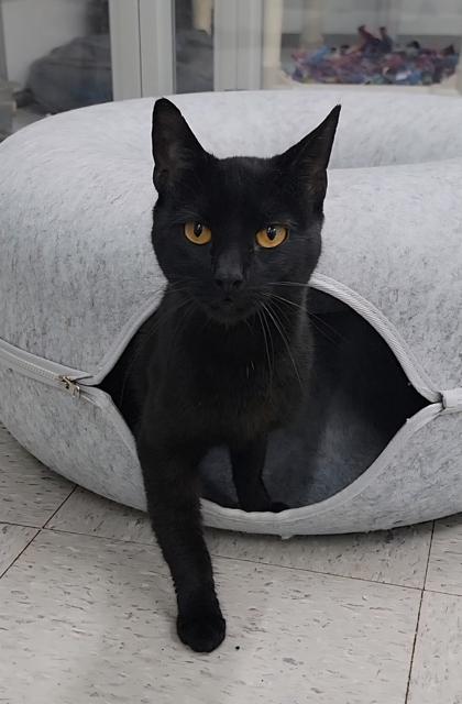 Squeak, Adoptable, Adult Male Domestic Short Hair & Domestic Short Hair.