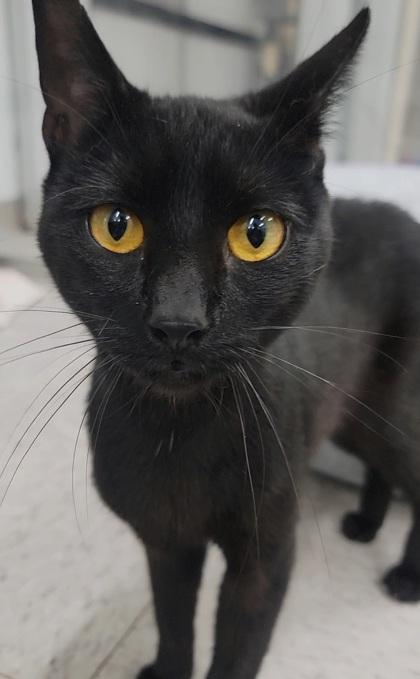 Enlarge Squeak, a Adoptable mixed breed in Elmira, NY image 2/2
