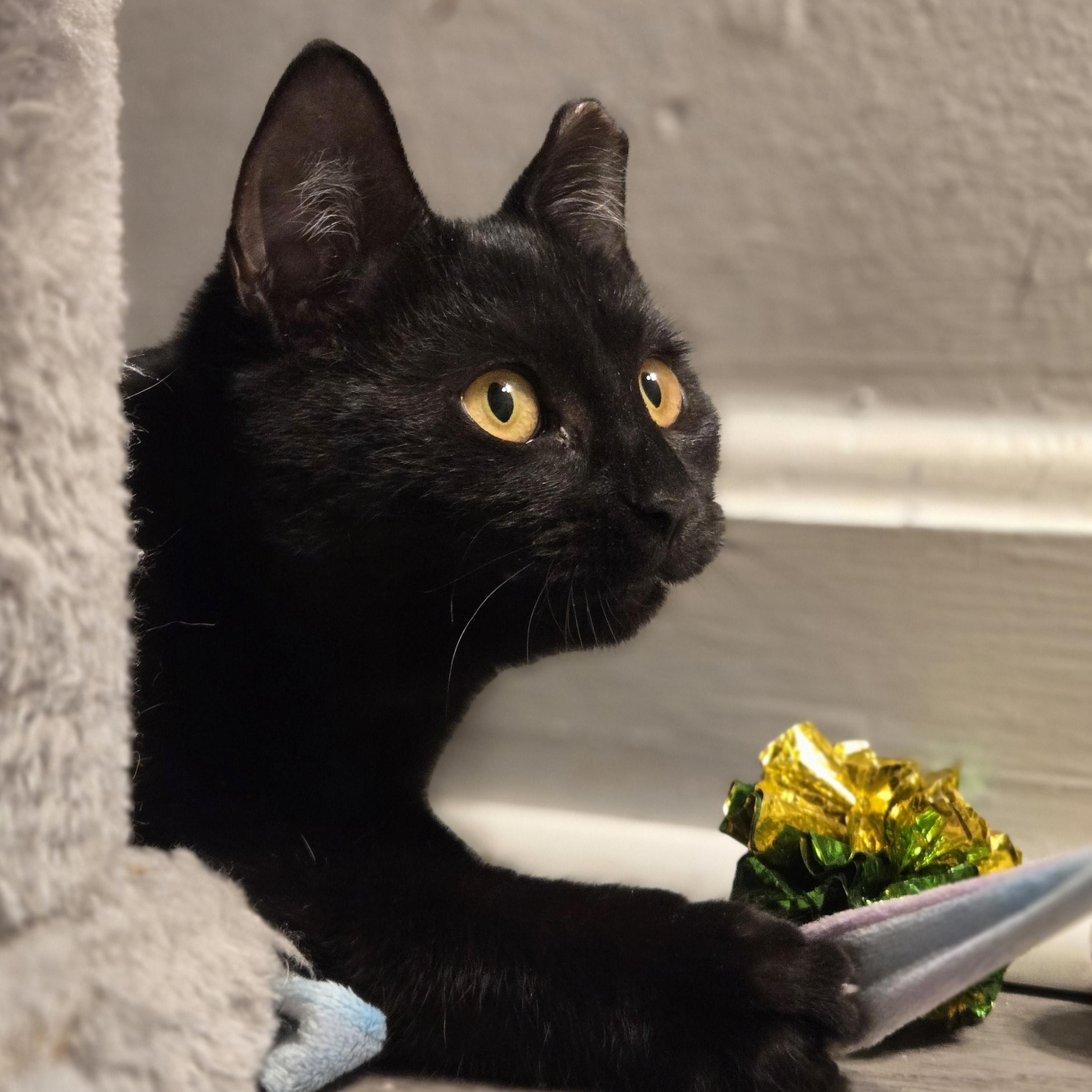 Serrano, a Adoptable mixed breed in Hyattsville, MD image 4/6
