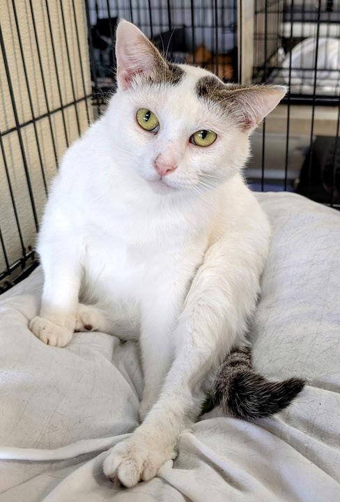 Kismet, Adoptable, Adult Male Domestic Short Hair.