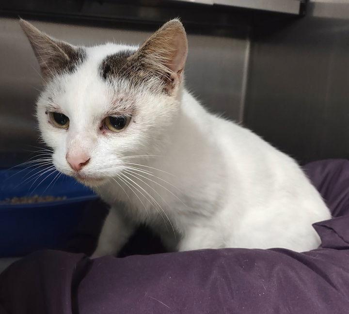 Kismet, a Adoptable Domestic Short Hair in Albemarle, NC image 2/3