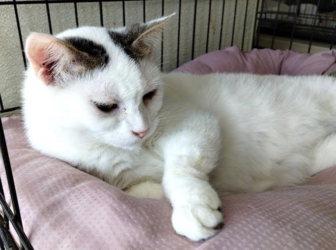 Kismet, a Adoptable Domestic Short Hair in Albemarle, NC image 3/3