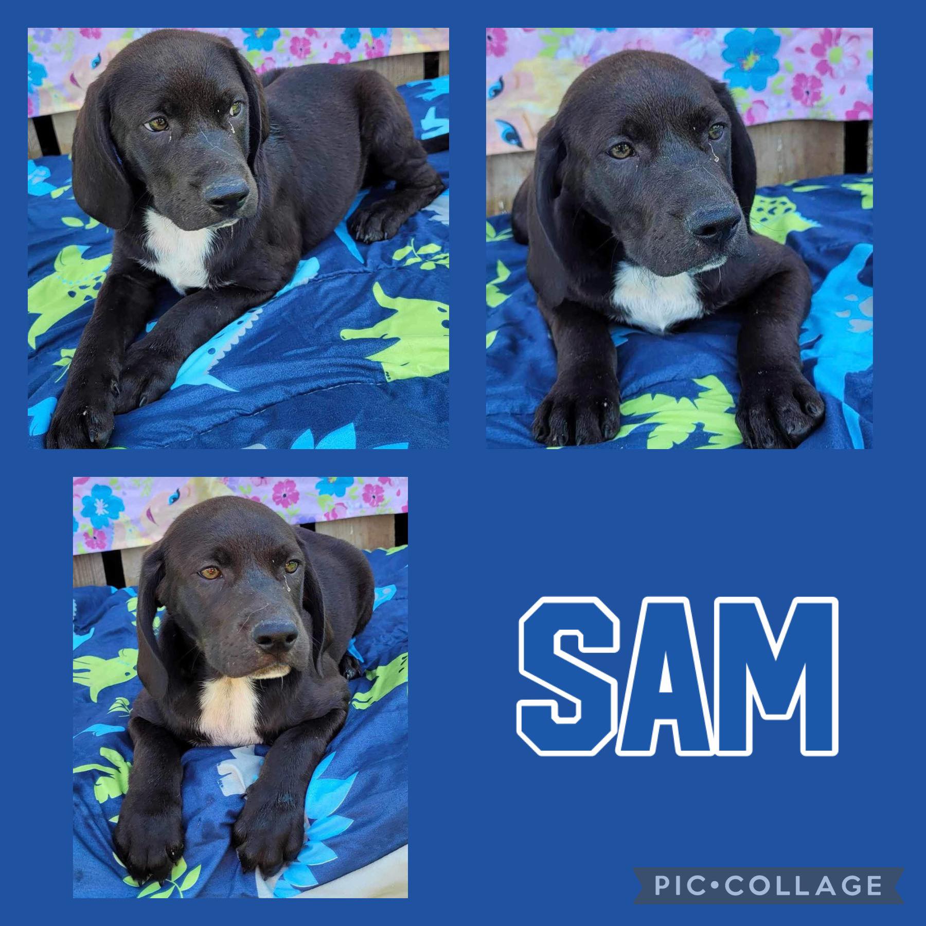 Dog for adoption Sam, a Vizsla & Catahoula Leopard Dog Mix in