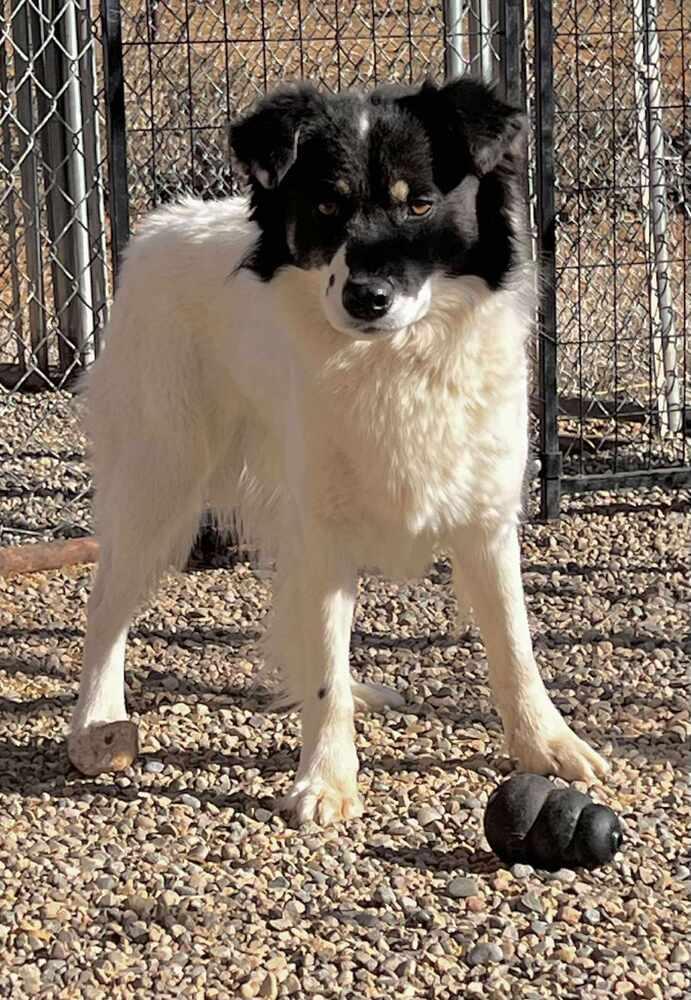 Enlarge Burglar, a Adoptable mixed breed in Cortez, CO image 1/2
