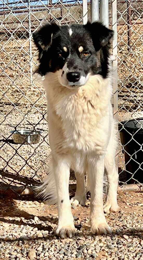 Enlarge Burglar, a Adoptable mixed breed in Cortez, CO image 2/2