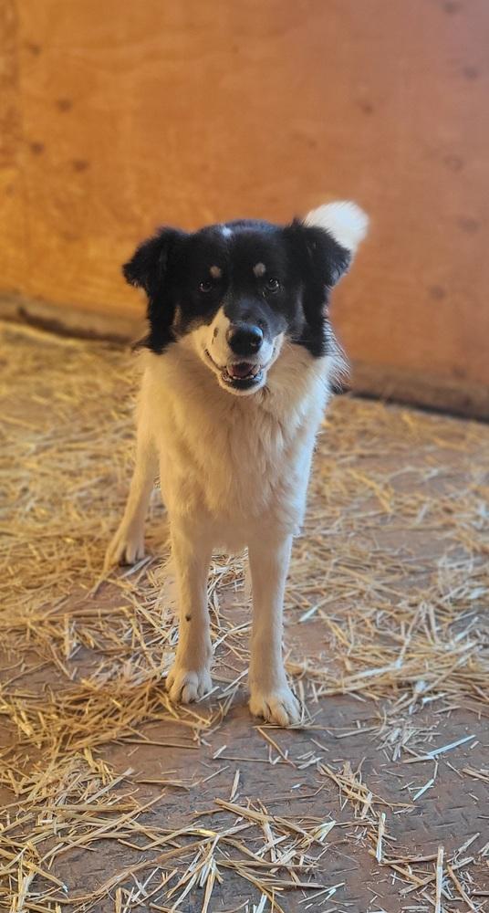 Enlarge Burglar, a Adoptable mixed breed in Cortez, CO image 3/5