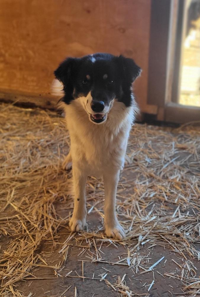 Enlarge Burglar, a Adoptable mixed breed in Cortez, CO image 4/5