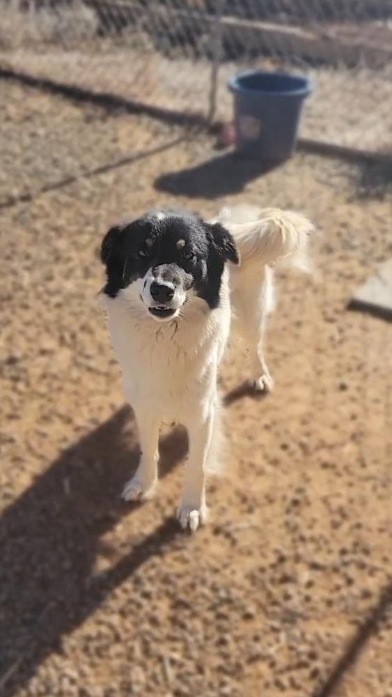 Enlarge Burglar, a Adoptable mixed breed in Cortez, CO image 5/5