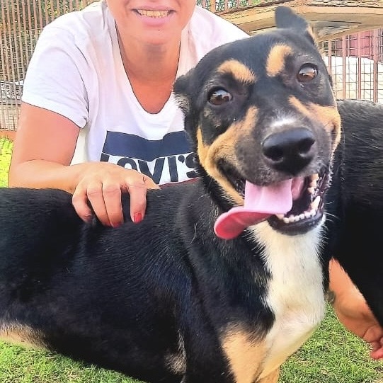 Dog for adoption Princess from Egypt, an Australian Kelpie & German