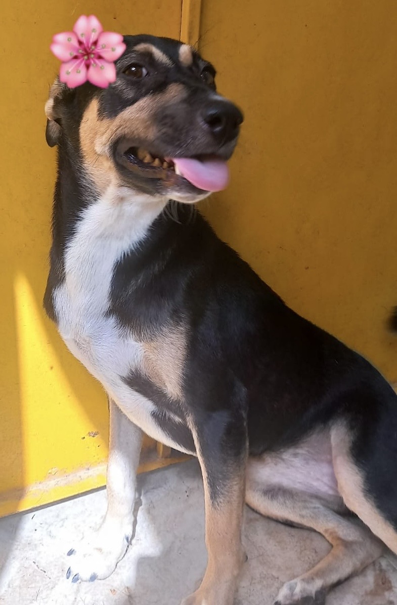 Dog for adoption Princess from Egypt, an Australian Kelpie & German