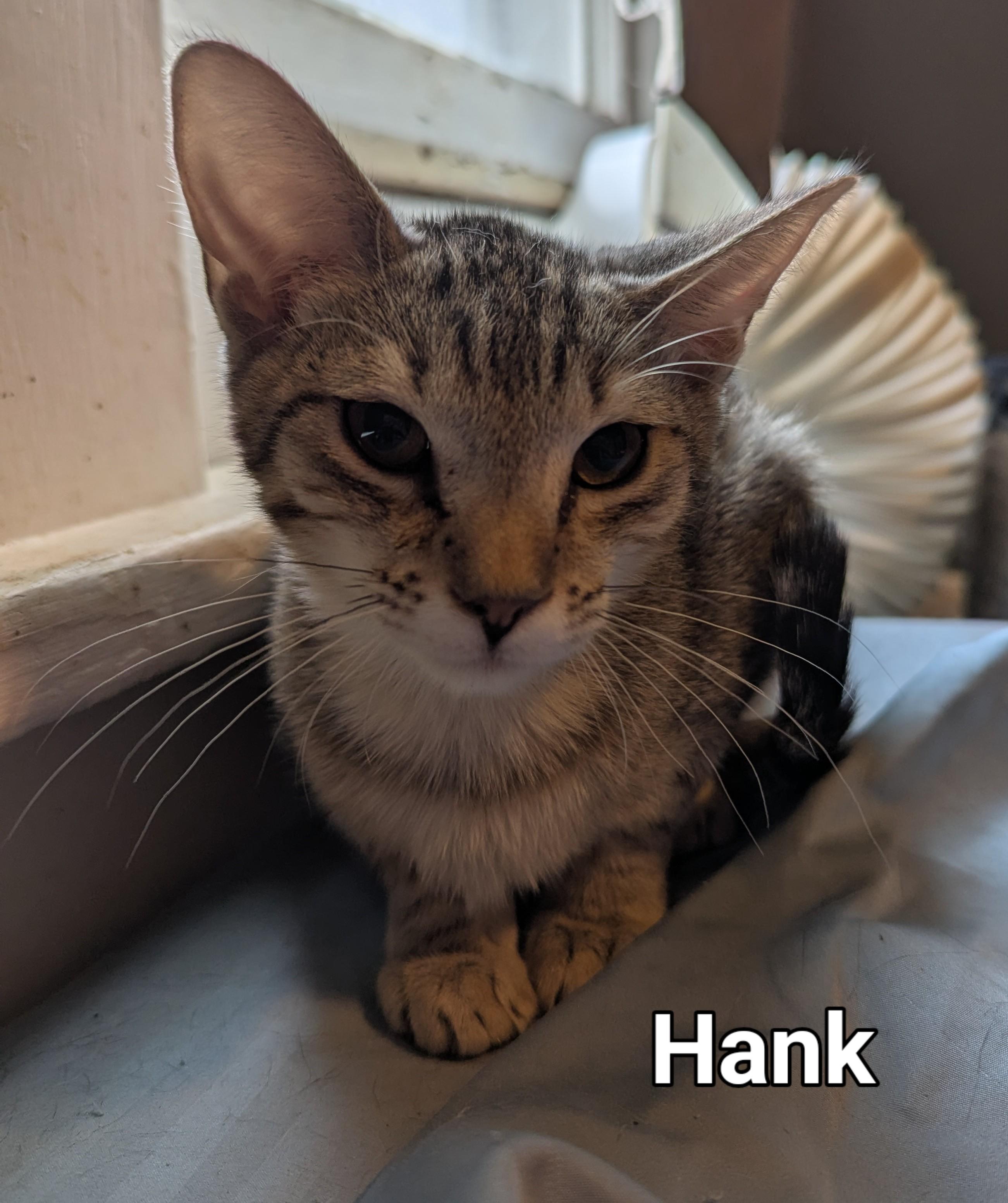 Hank