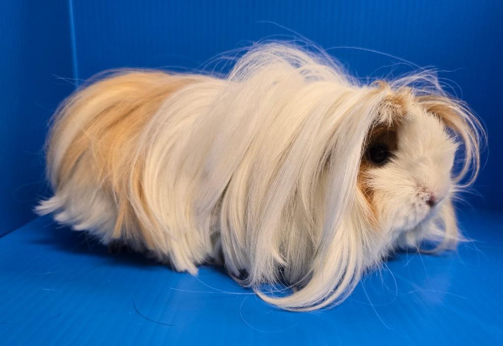 Marilyn, Adoptable, Young Female Guinea Pig.