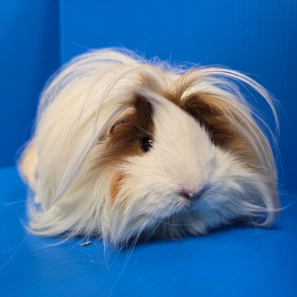 Enlarge Marilyn, a Adoptable mixed breed in Lewisville, TX image 2/3