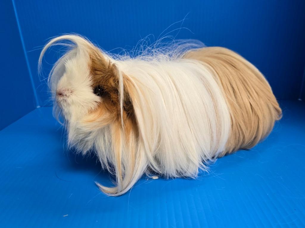 Enlarge Marilyn, a Adoptable mixed breed in Lewisville, TX image 3/3