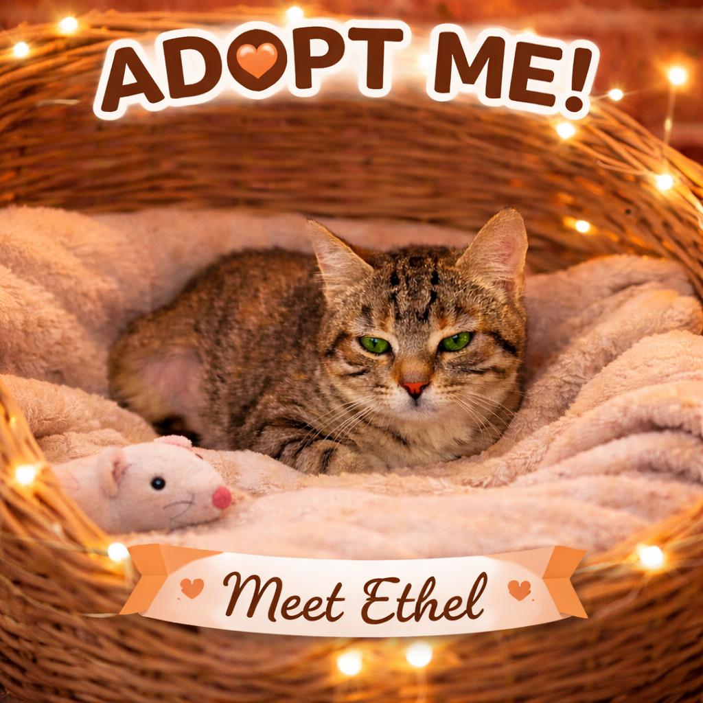 1125-61 Ethel, a Adoptable Domestic Short Hair in Abingdon, MD image 1/5
