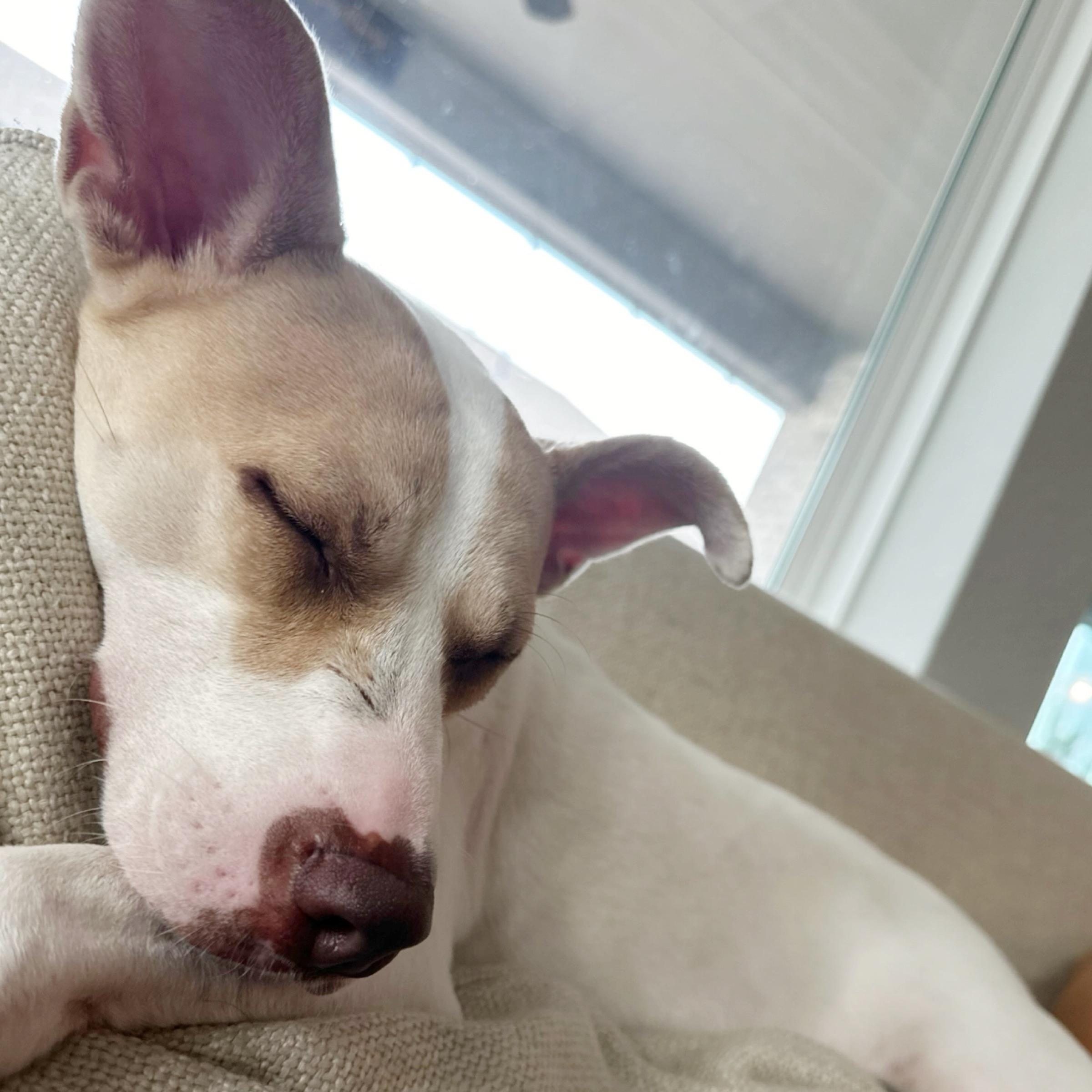 Ella — thumbnail 5