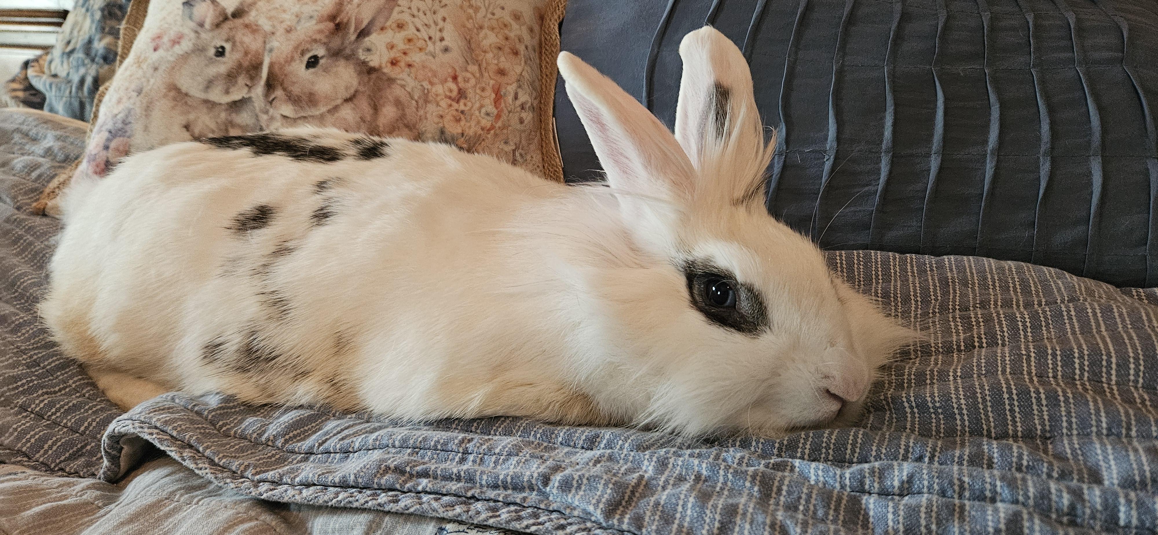 Dolly, Adoptable, Adult Female Hotot & Lionhead.